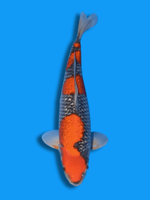 Ginrin Goshiki | Koi&Co.